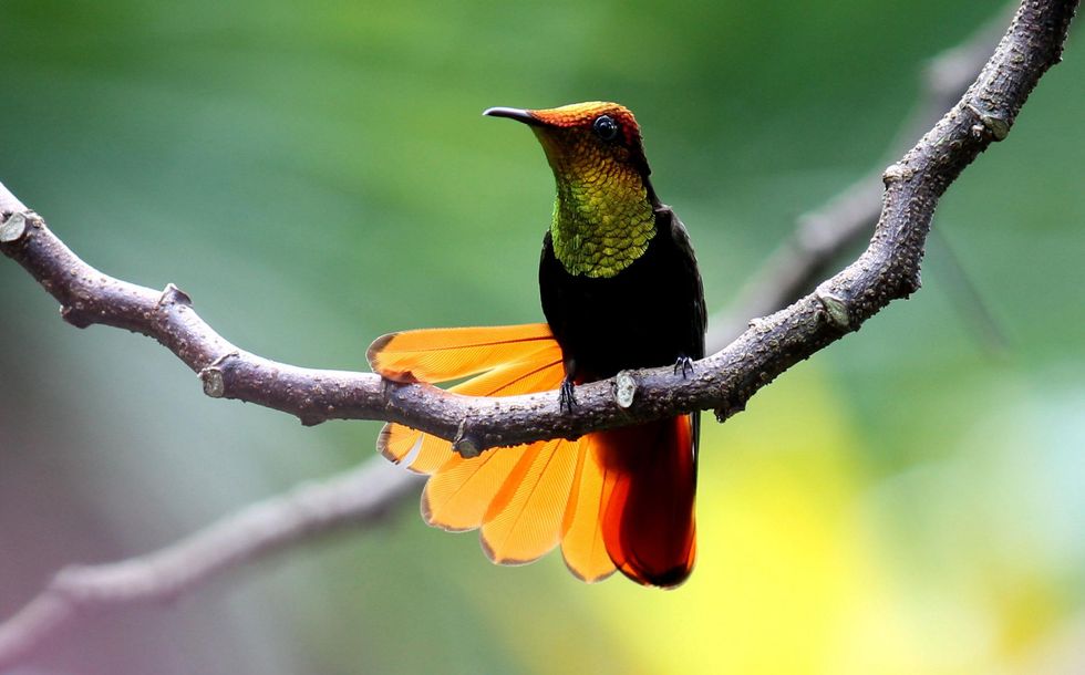 Stephan Lorenz Trinidad travel February 2015 Trinidad is home to many natural splendors, but the variety of hummingbirds and ease of observing them is worth the trip