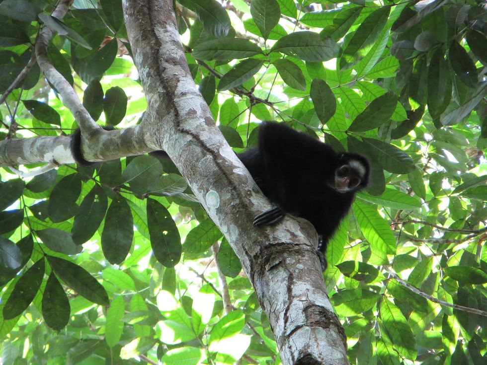 Stephen Lorenz Southern Amazon Brazil September 2013 A White-whiskered Spider Monkey takes a closer look