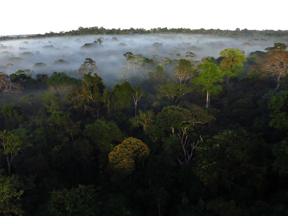 Inside the Amazon rainforest: Where the wonders — and the fight for ...