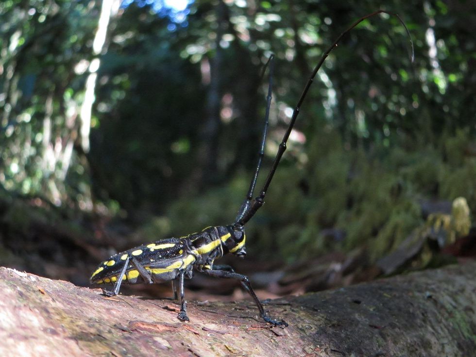 Stephen Lorenz Southern Amazon Brazil September 2013 One of thousands of species of insects at Cristalino Jungle Lodge