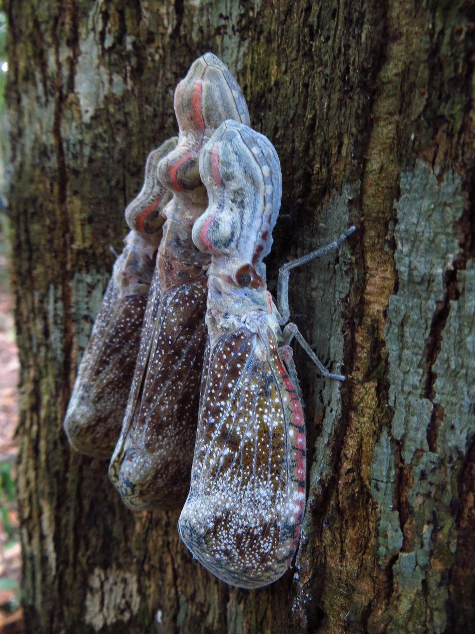 Stephen Lorenz Southern Amazon Brazil September 2013 The strange lanternfly is one of many insect to call Cristalino Reserve its home