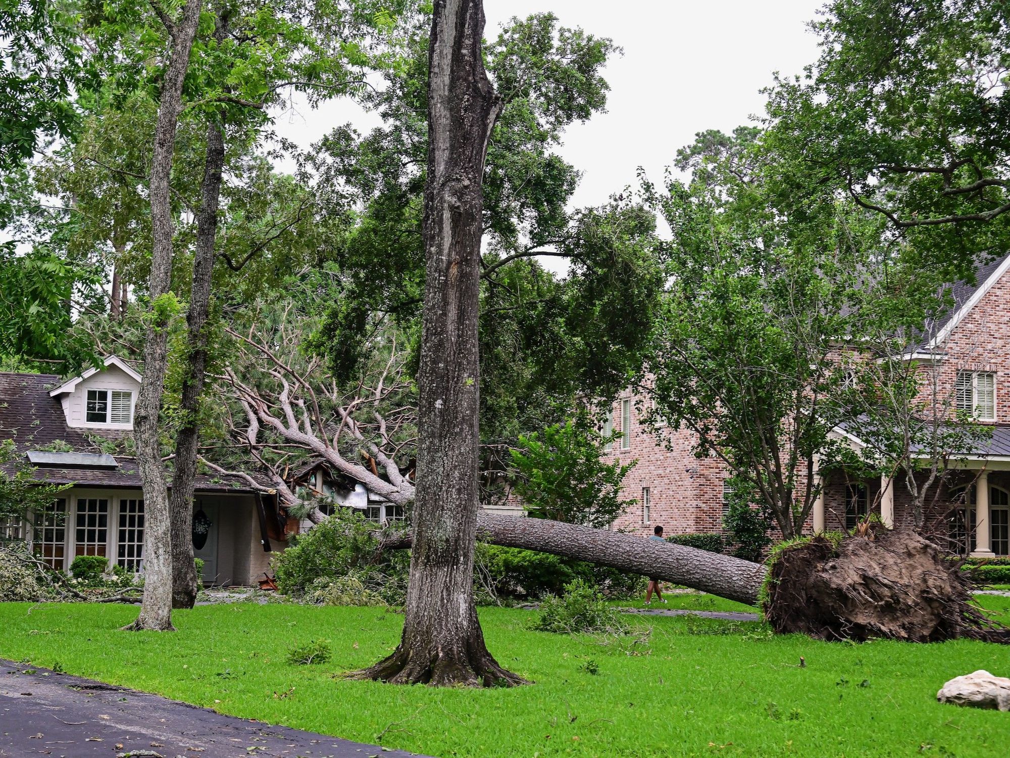 storm damage downed trees