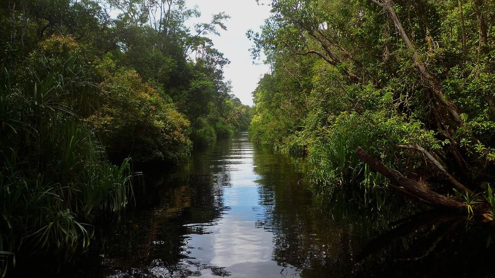 Wild Indonesia beckons with gentle, endangered creatures, lush ...