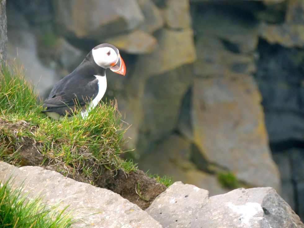 Tarra Gaines Iceland December 2014 Puffin