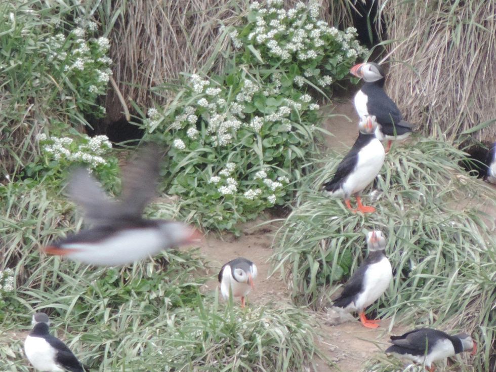 Tarra Gaines Iceland December 2014 Puffins