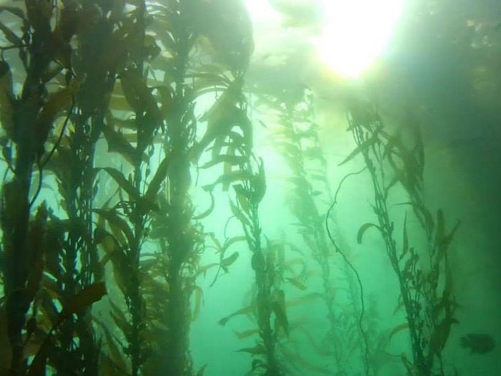 Tarra Gaines WorldFest April 2015 Hydro The Film