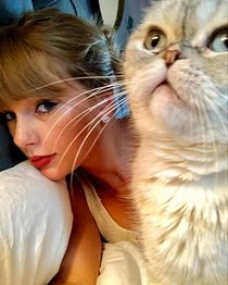 Does Taylor Swift Travel With Her Cat? Surprising Truth Revealed!