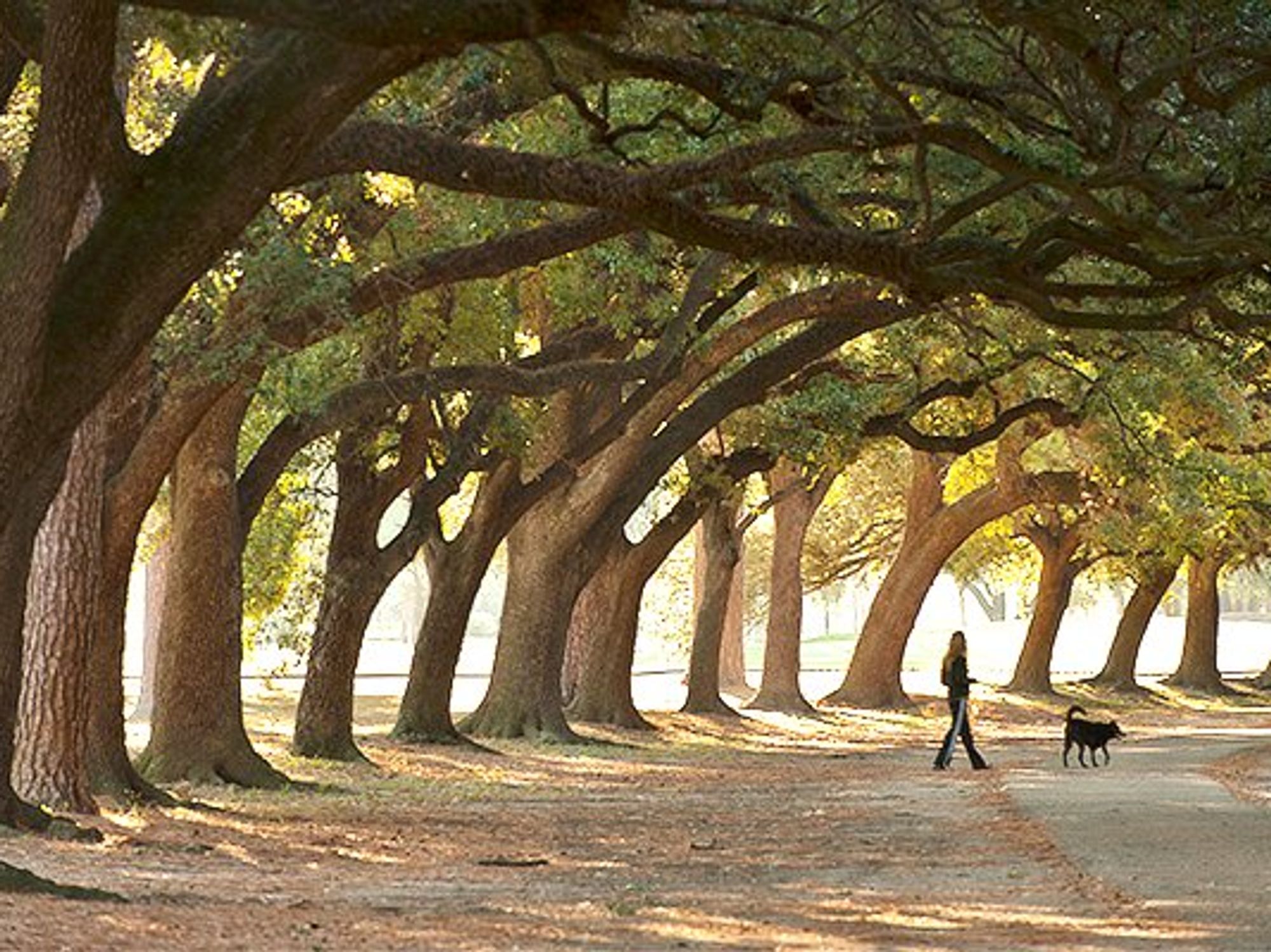 Taylor Trail Hermann Park