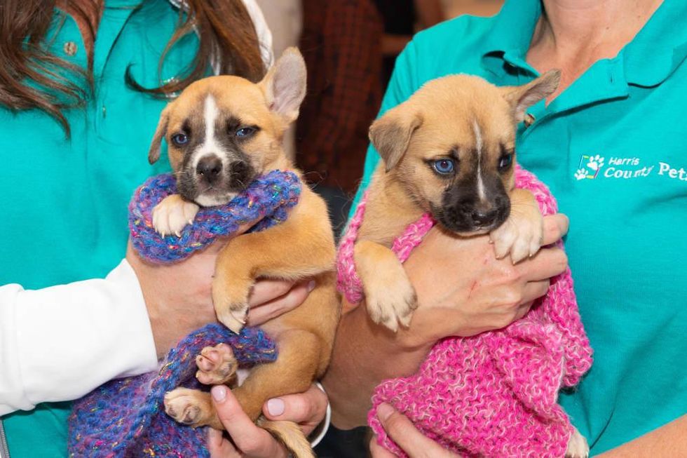 Team Up at Tootsies Altuve, McCullers, Tucker 2022 puppies