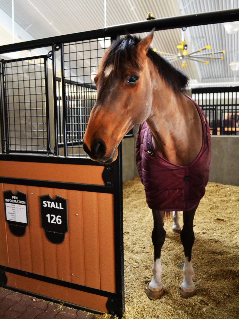 Texas A&M horse equine center May 2014
