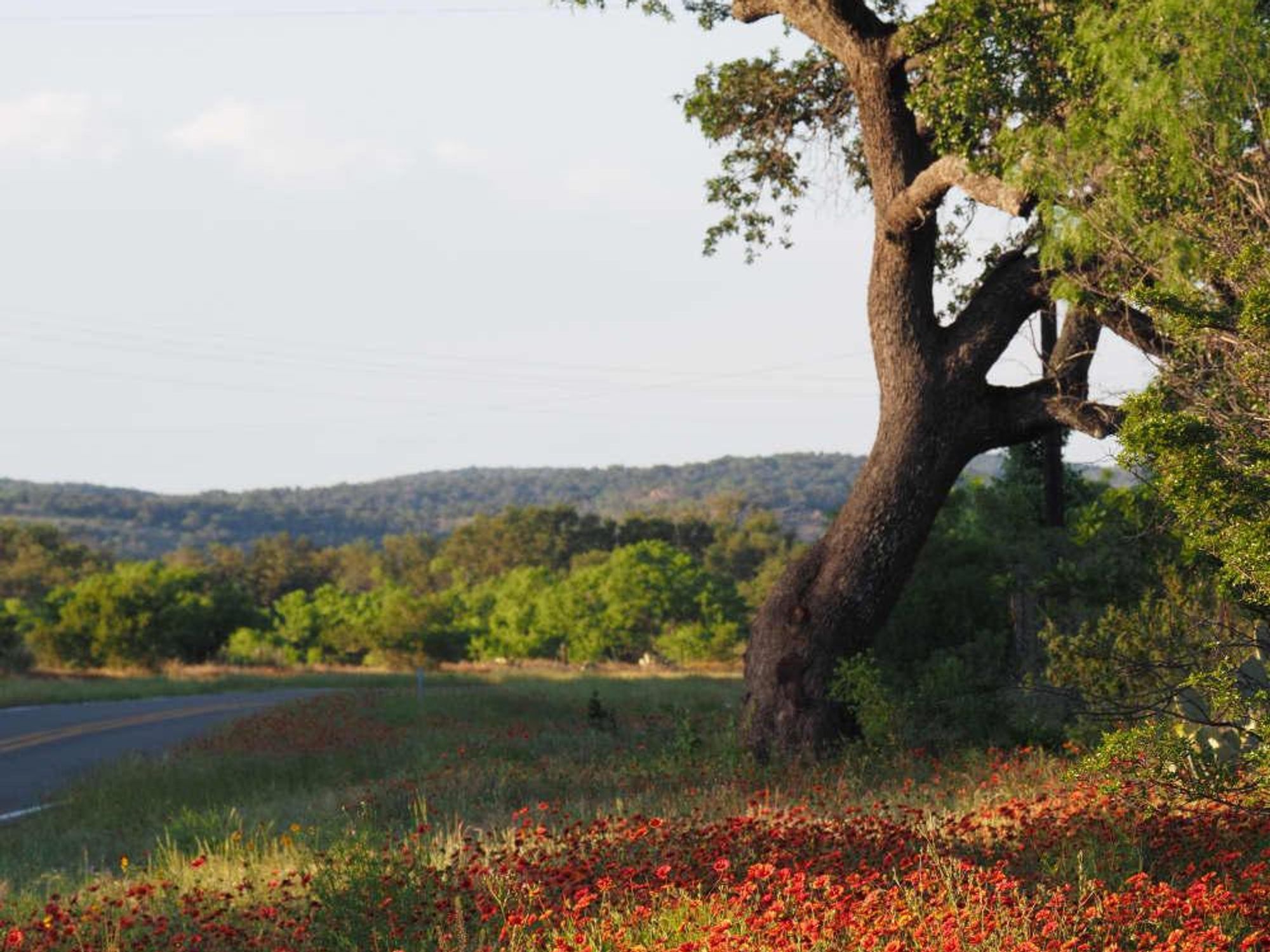 Texas Hill Country wildflowers