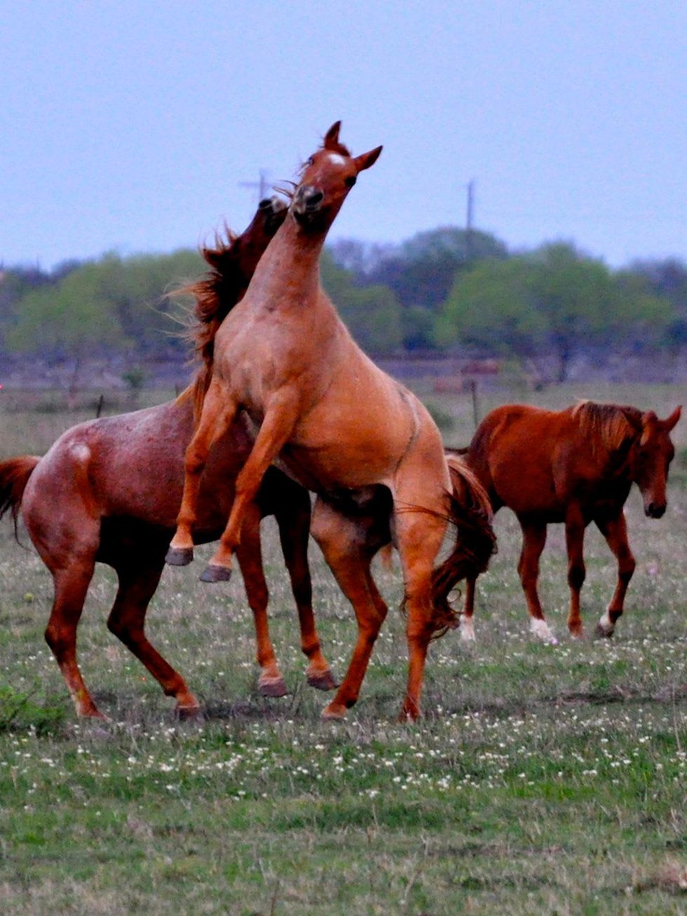 Texas Ranch Life fighting horses