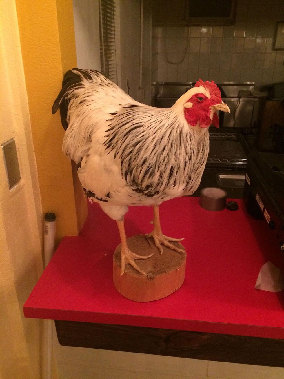 The Chicken Ranch taxidermy