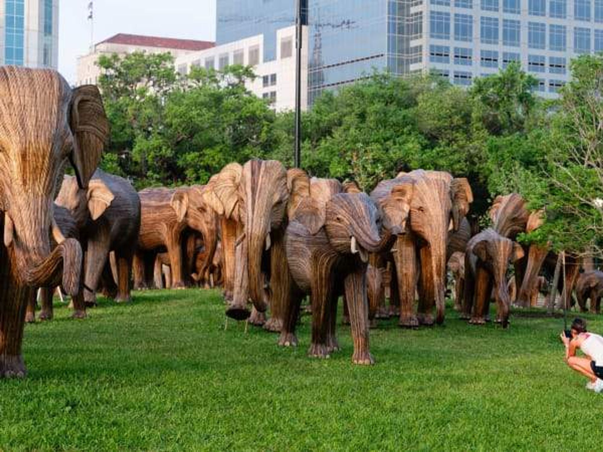 The "Great Elephant Migration" herd arrives in Hermann park.