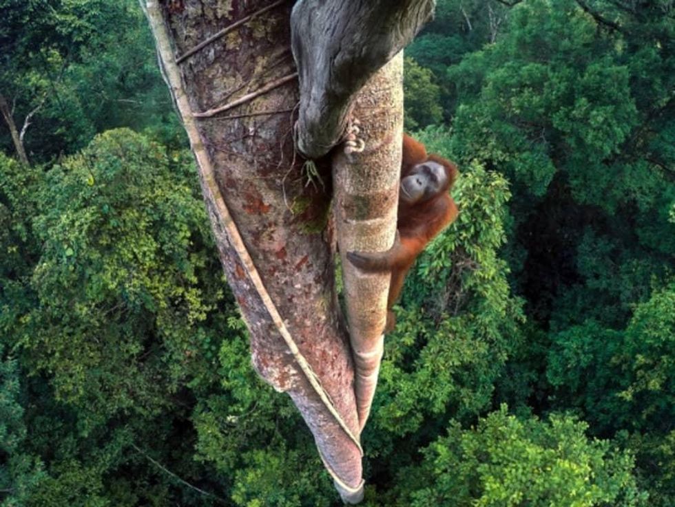 The Houston Museum of Natural Science presents 52nd "Wildlife Photographer of the Year"