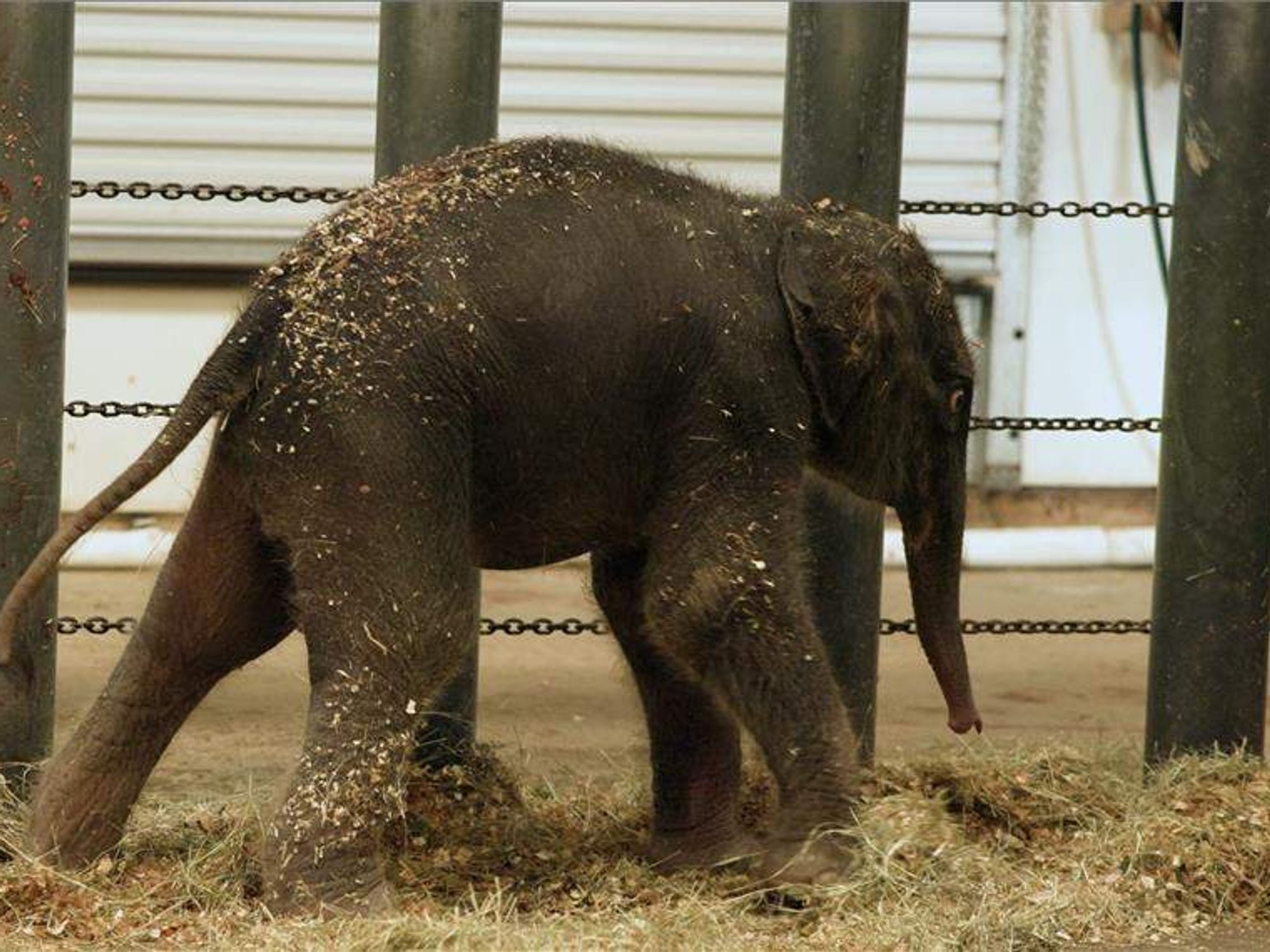 The Houston Zoo Asian elephant herd increased by one last week.