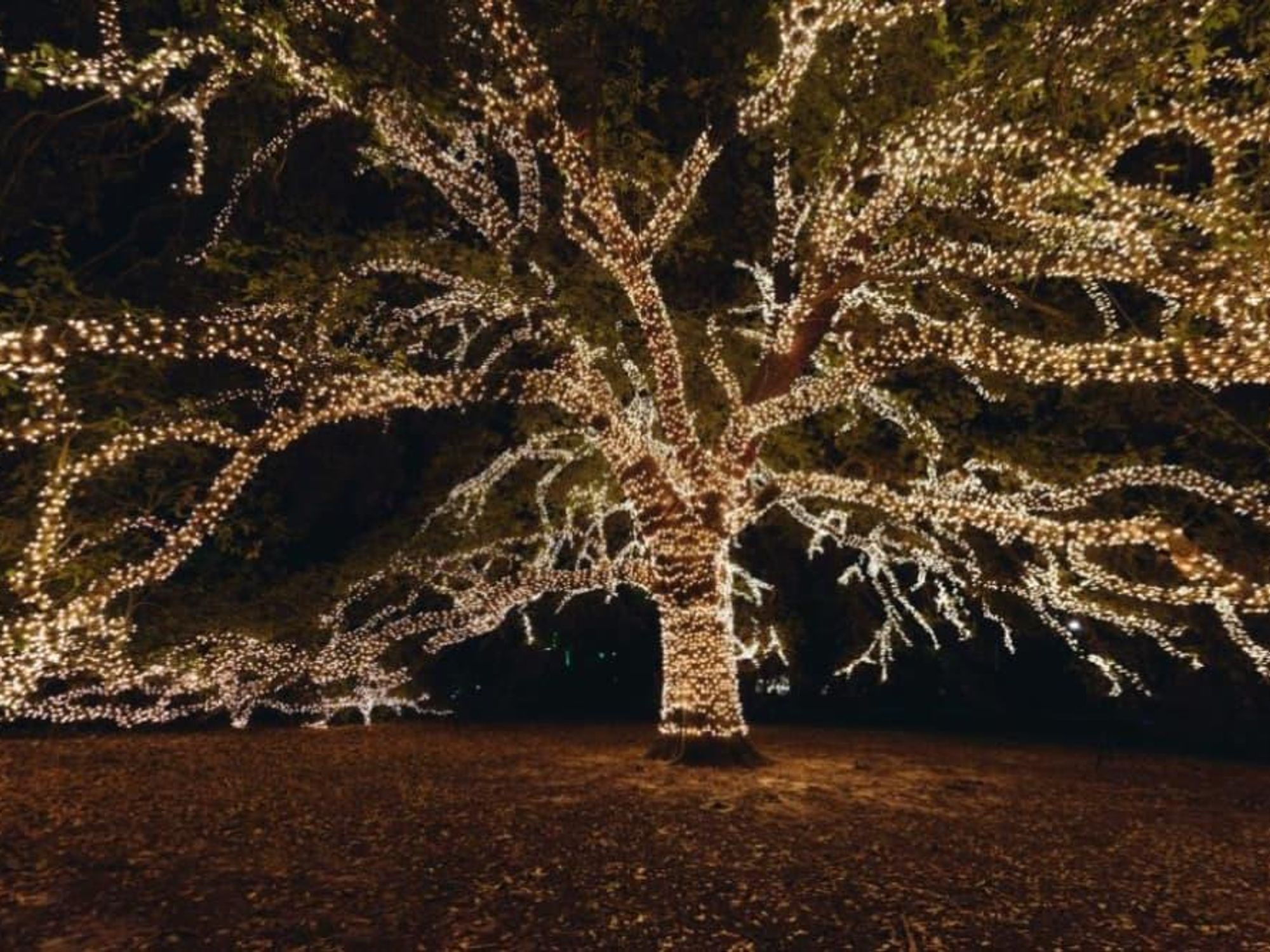 The Houstonian Hotel oak tree lights holiday