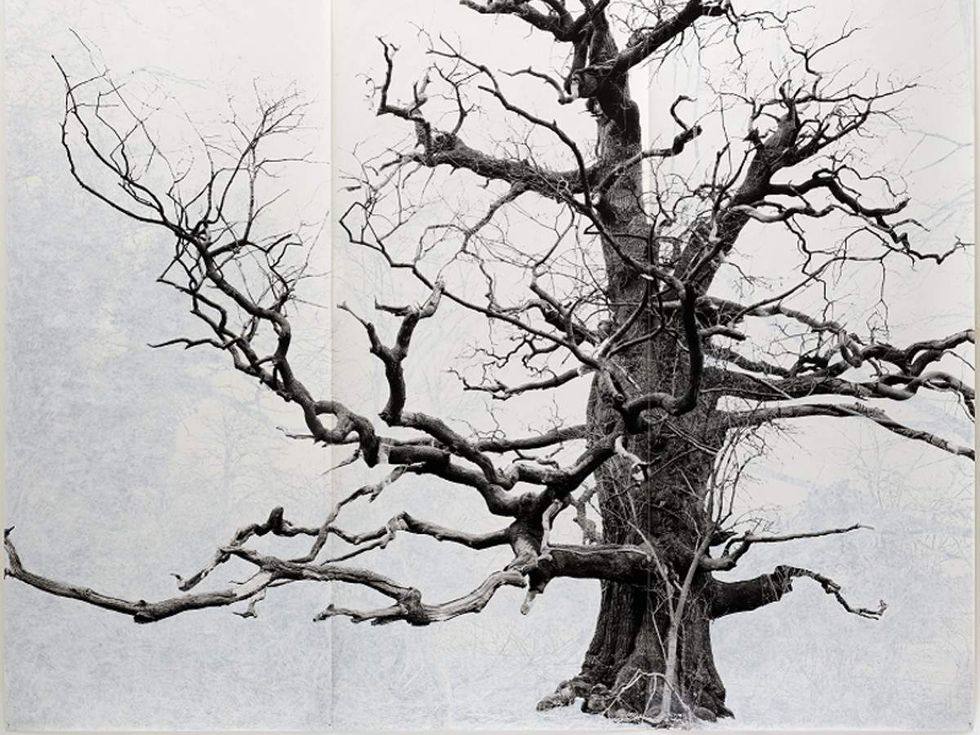 The Menil Collection presents Tacita Dean: "Blind Folly"