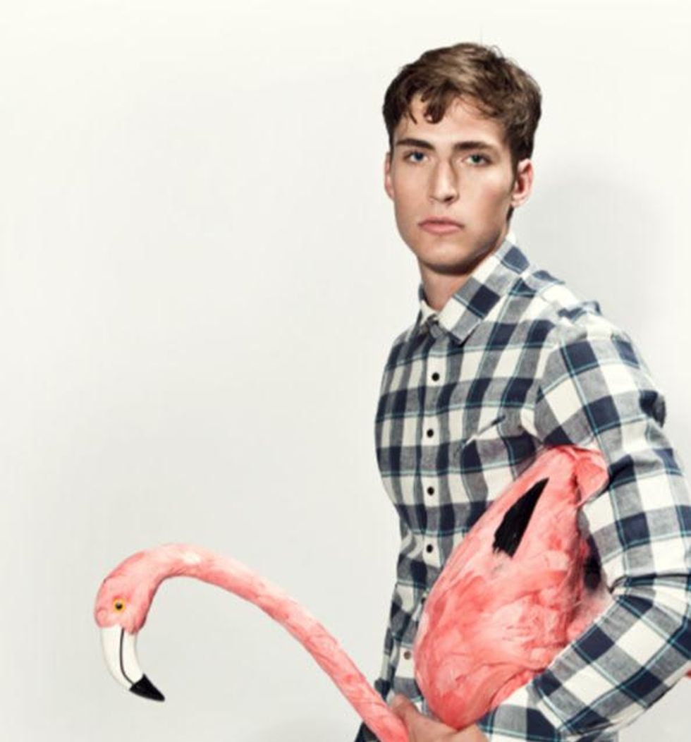 The Webster model with flamingo