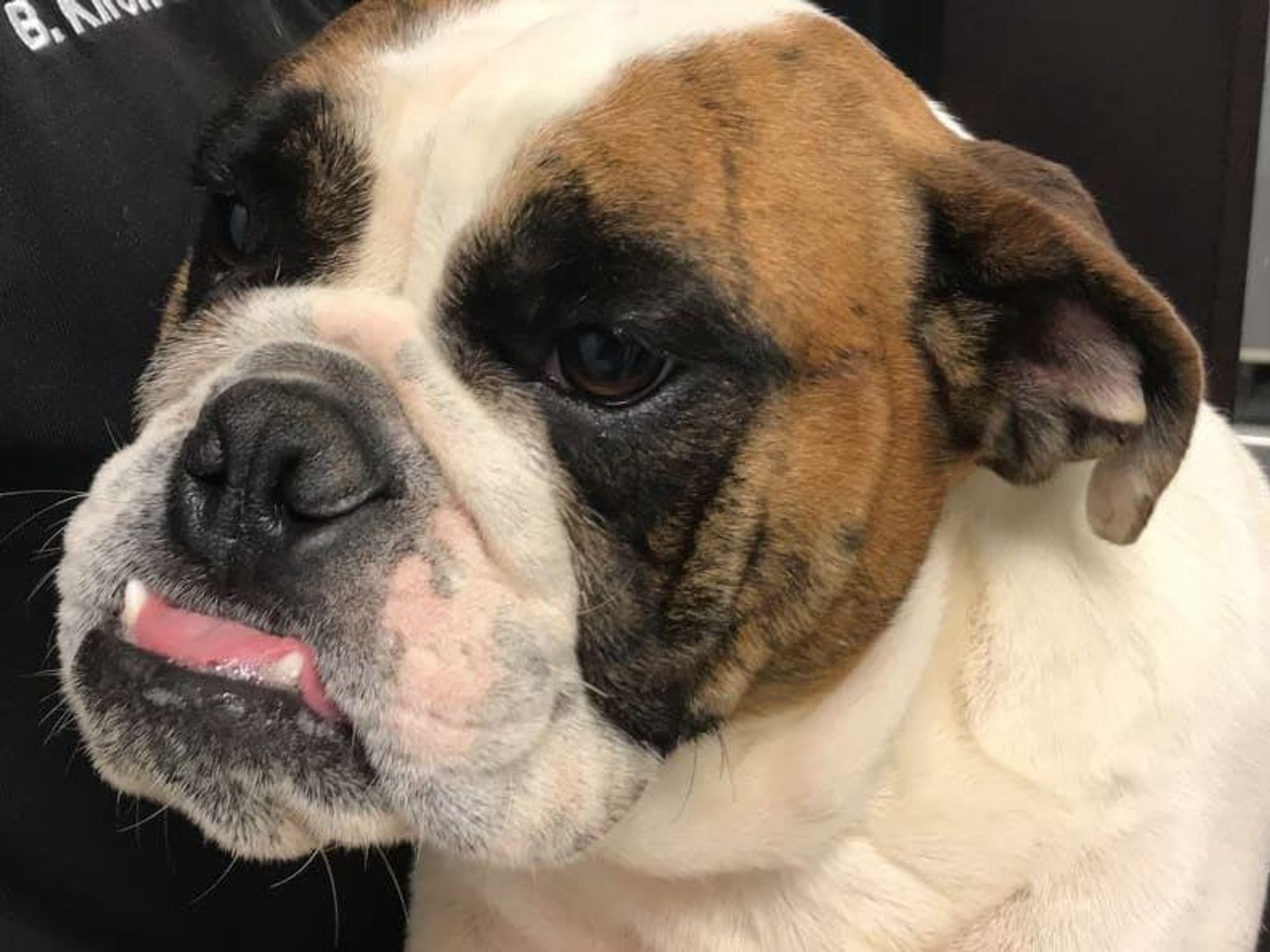 There are an estimated 250,000 animals across the U.S. that are in hoarder situations.