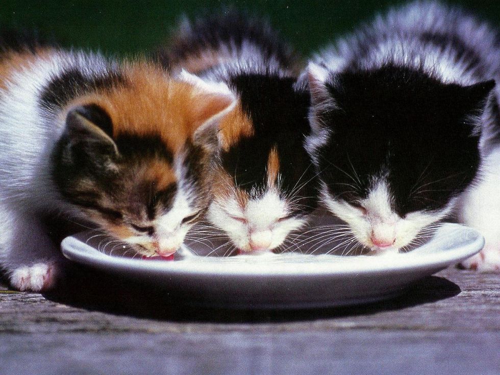 three kittens drinking milk or water