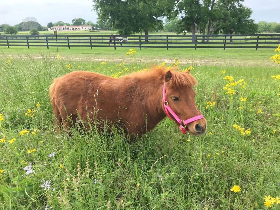 Tiny Horse A Place for Peanut