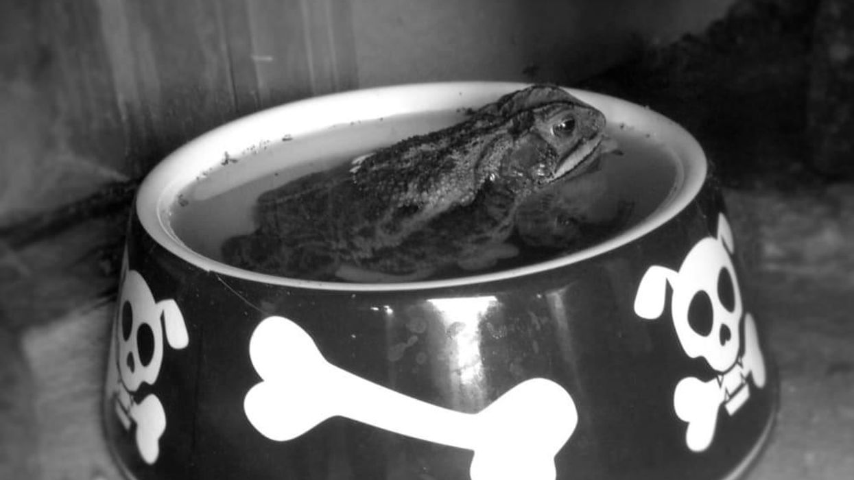 Toad in dog food bowl