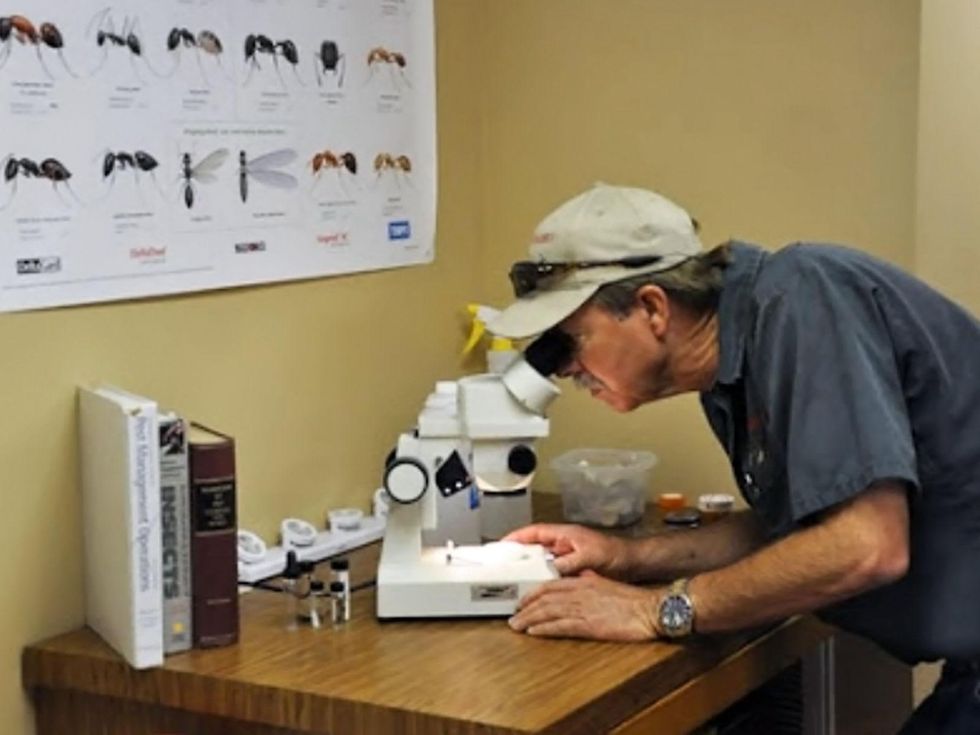 Tom Rasberry crazy ants