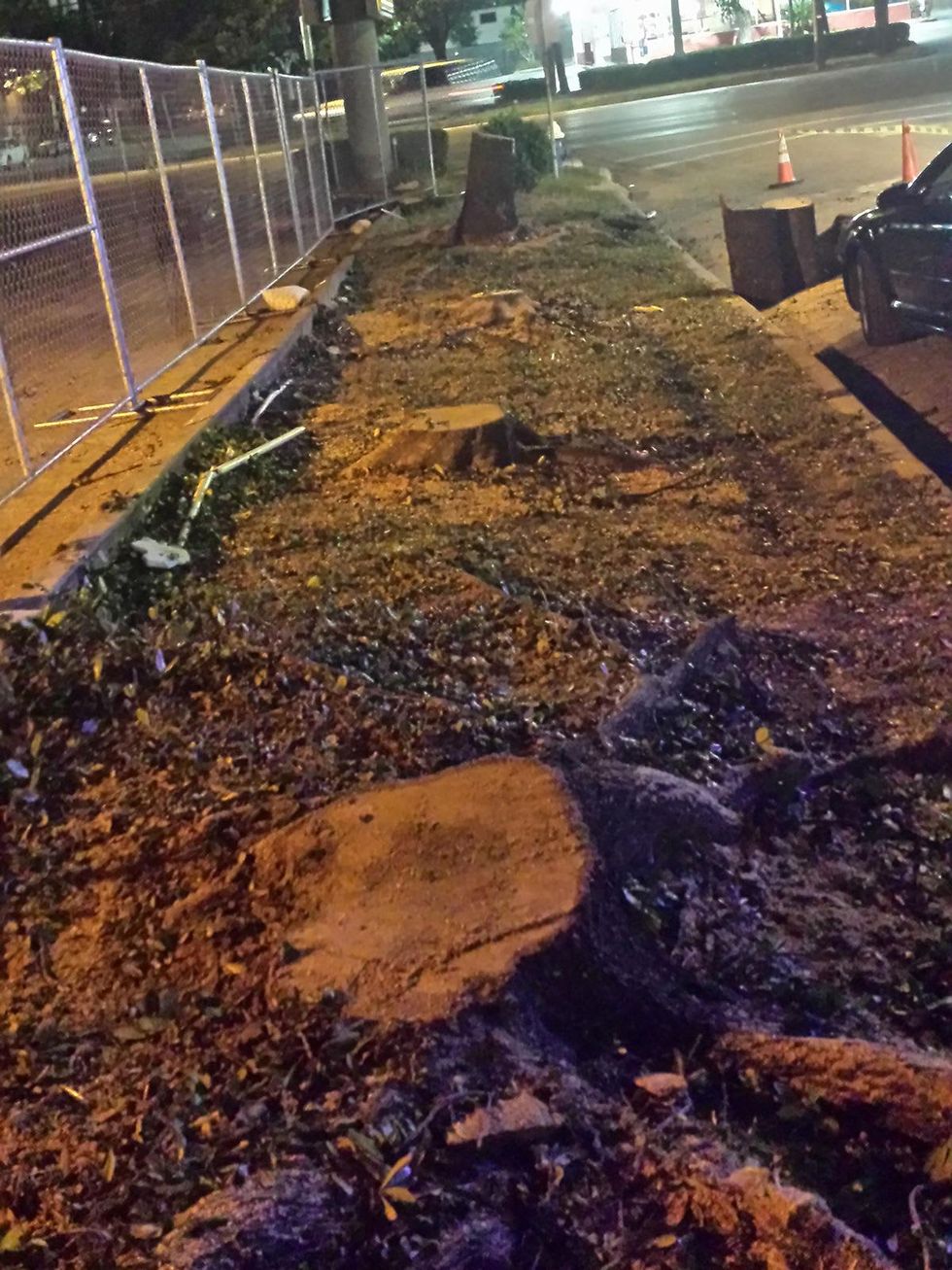tree stumps after trees chopping down at Wendy's on Kirby Drive November 2014