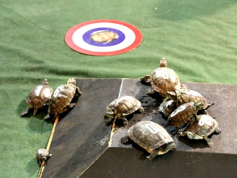 turtle racing little woodrow's