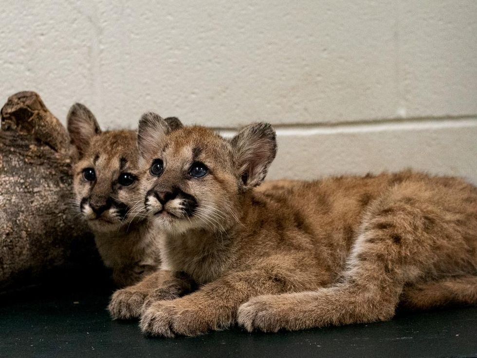 \u200bShasta VII Louie cougar cub Houston Zoo University of Houston