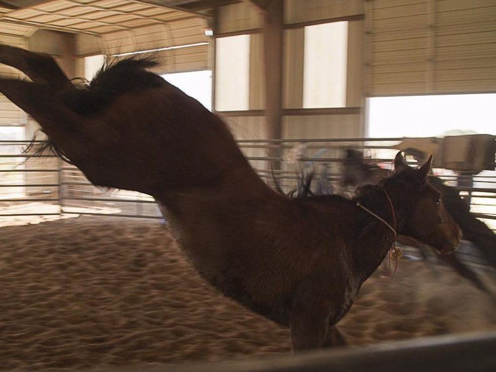 Unbranded documentary, mustang, horse, cowboy