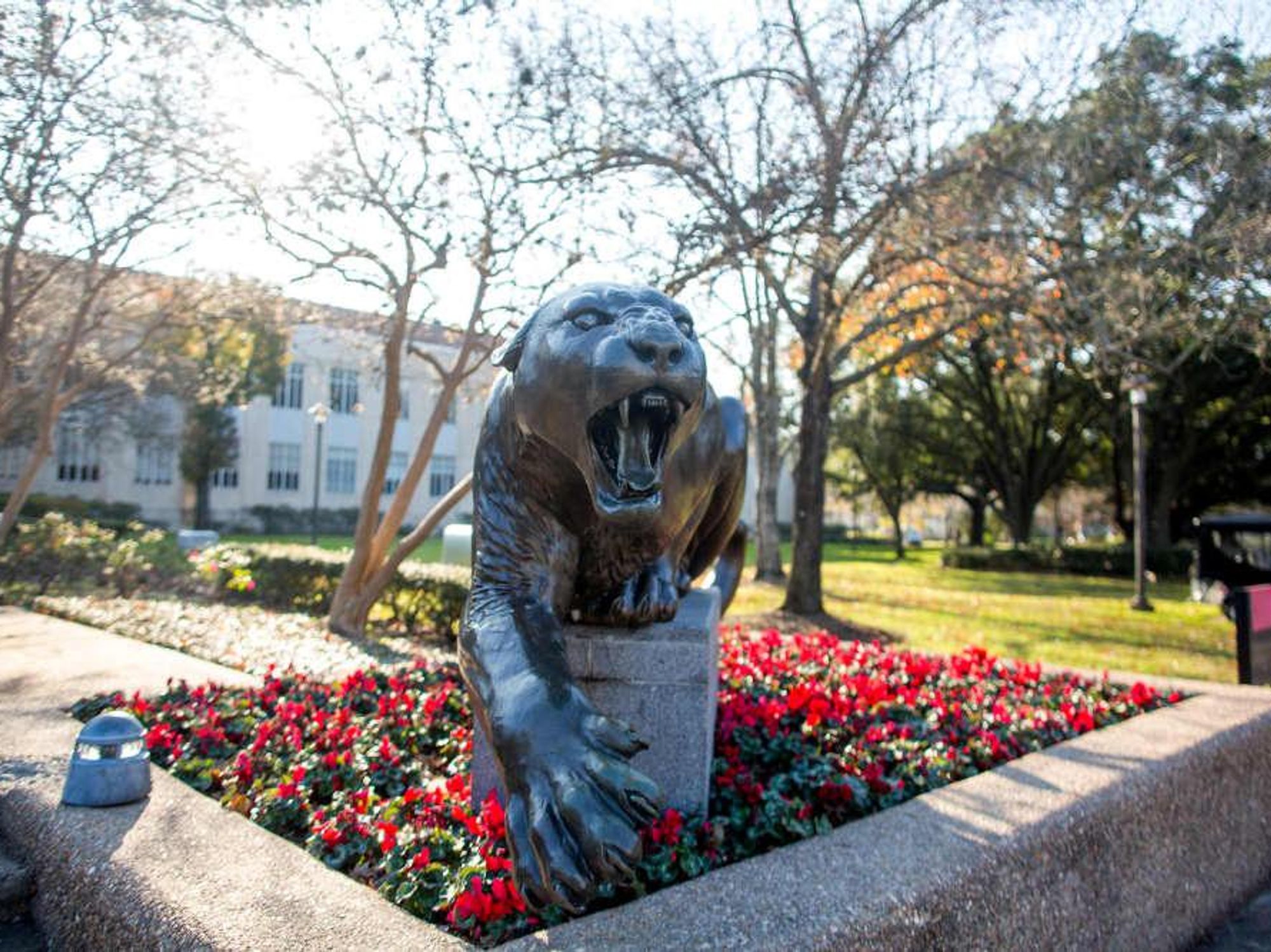 University of Houston commercial statue cougar Shasta