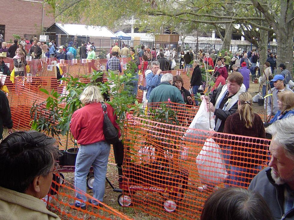 Urban Harvest fruit tree sale, January 2013, Day of Sale Crowd