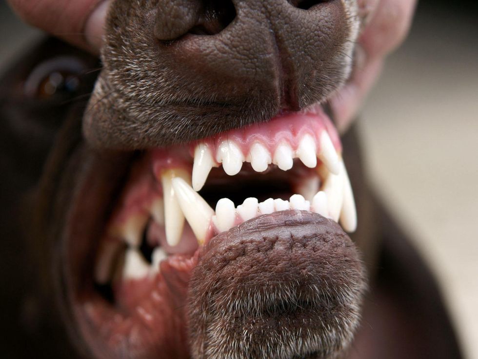 vicious dog showing teeth growling