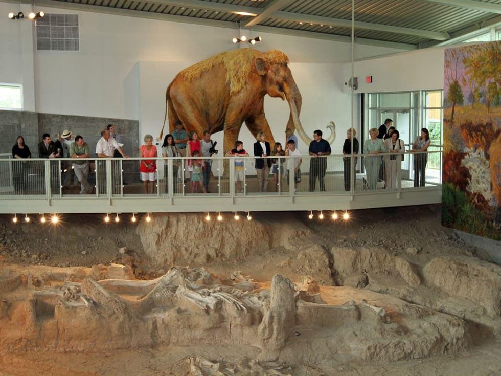 Waco & The Heart of Texas September 2014 Waco Mammoth Site bones at Mayborn Museum Complex, part of Strecker Museum