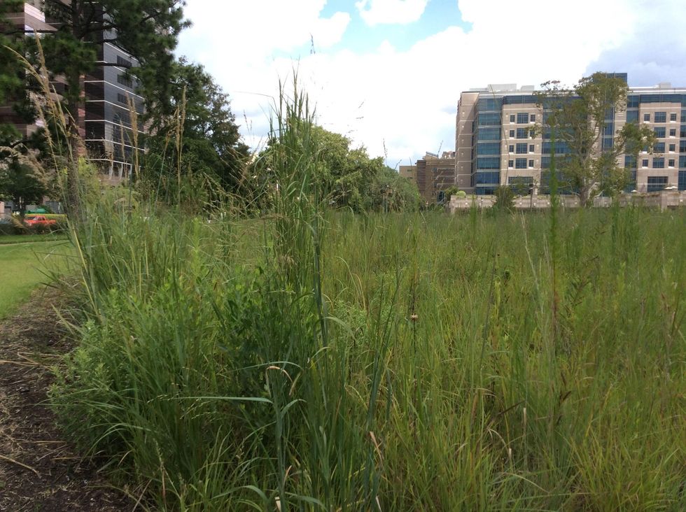 Weeds grow on site where the Prudential building was torn down three years ago by M.D. Anderson in the medical center.