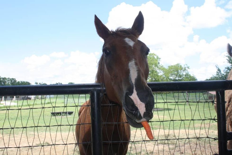 West Sandy Creek Winery horse