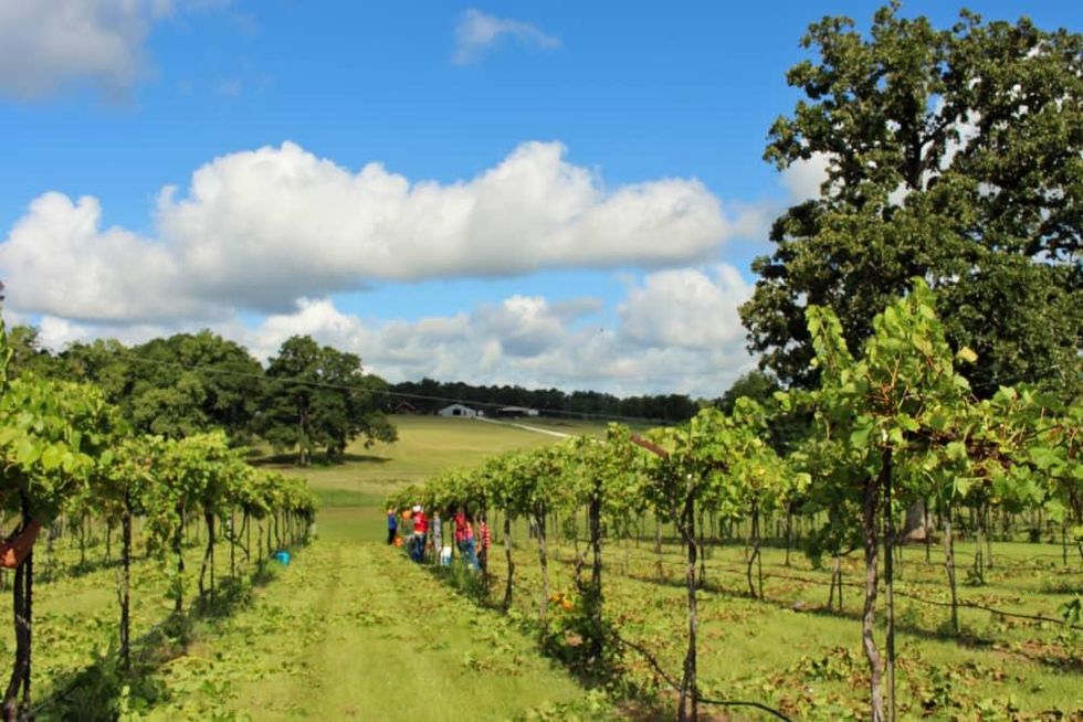 West Sandy Creek Winery vineyard
