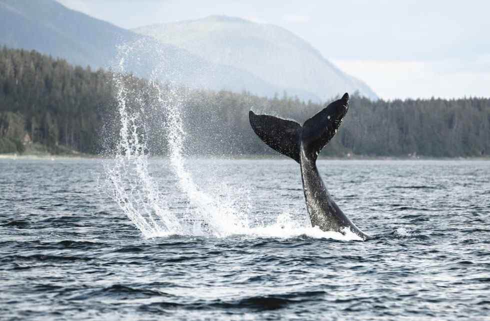 Whale's tail in the water