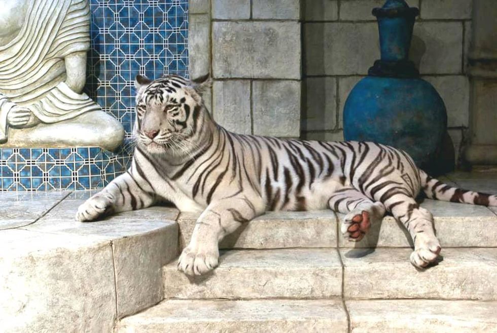 White tiger Houston Downtown Aquarium