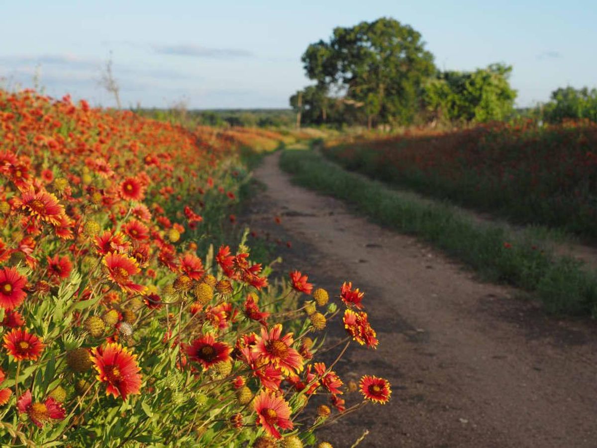 It's wildflower season in Texas. CultureMap Houston