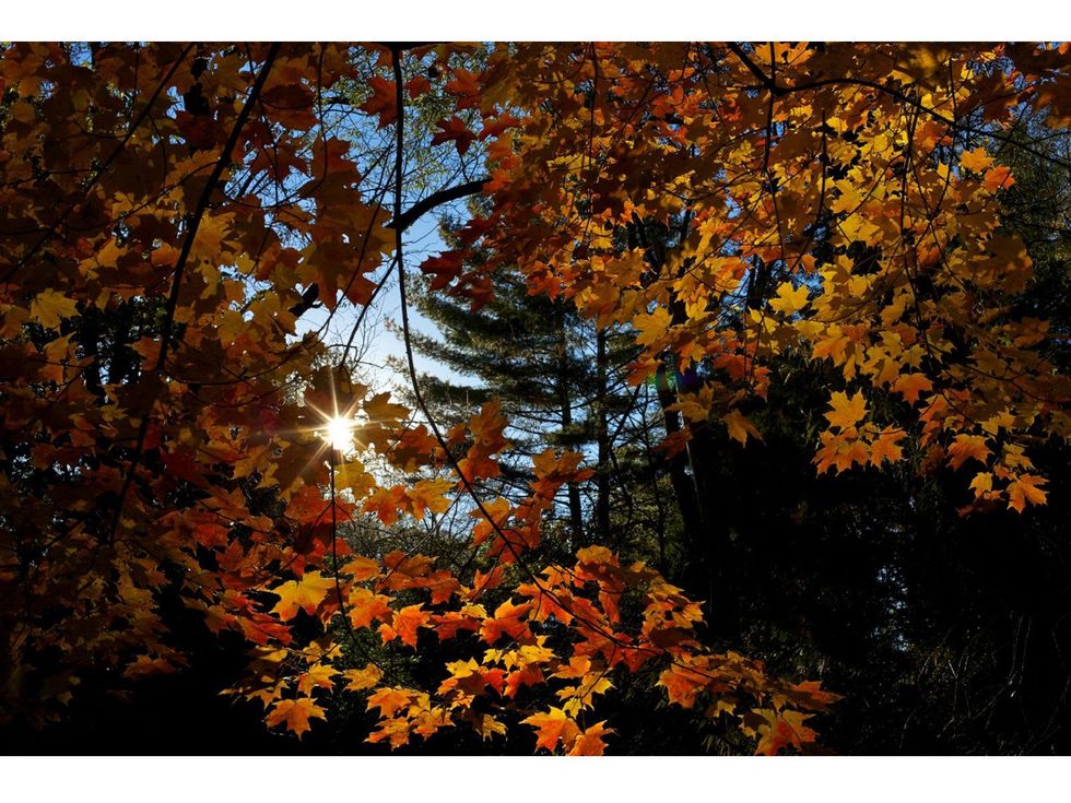 William Denson photography Autumn Woods