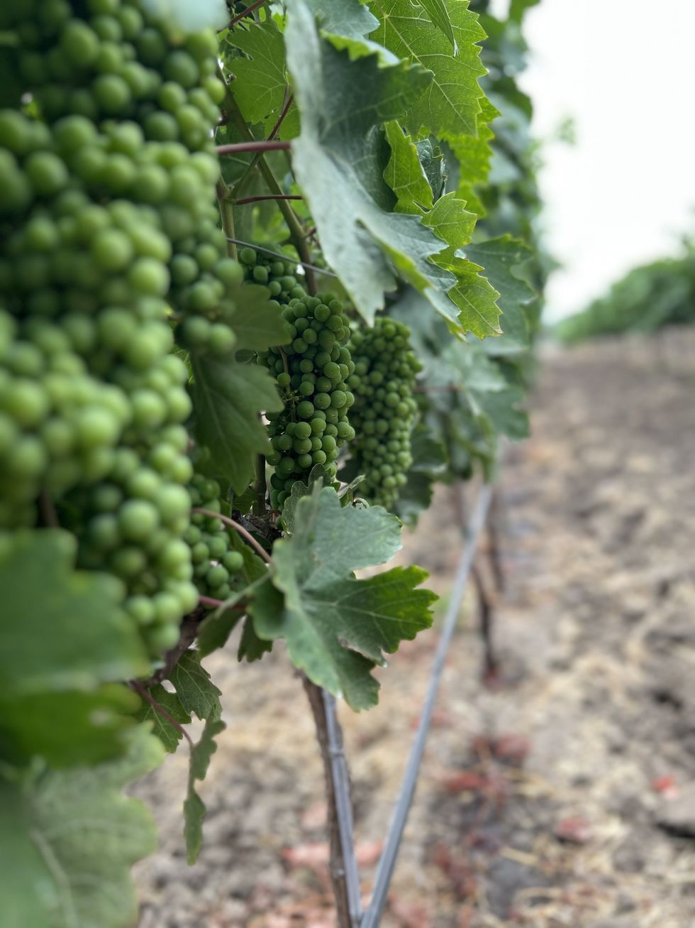Wine grapes growing