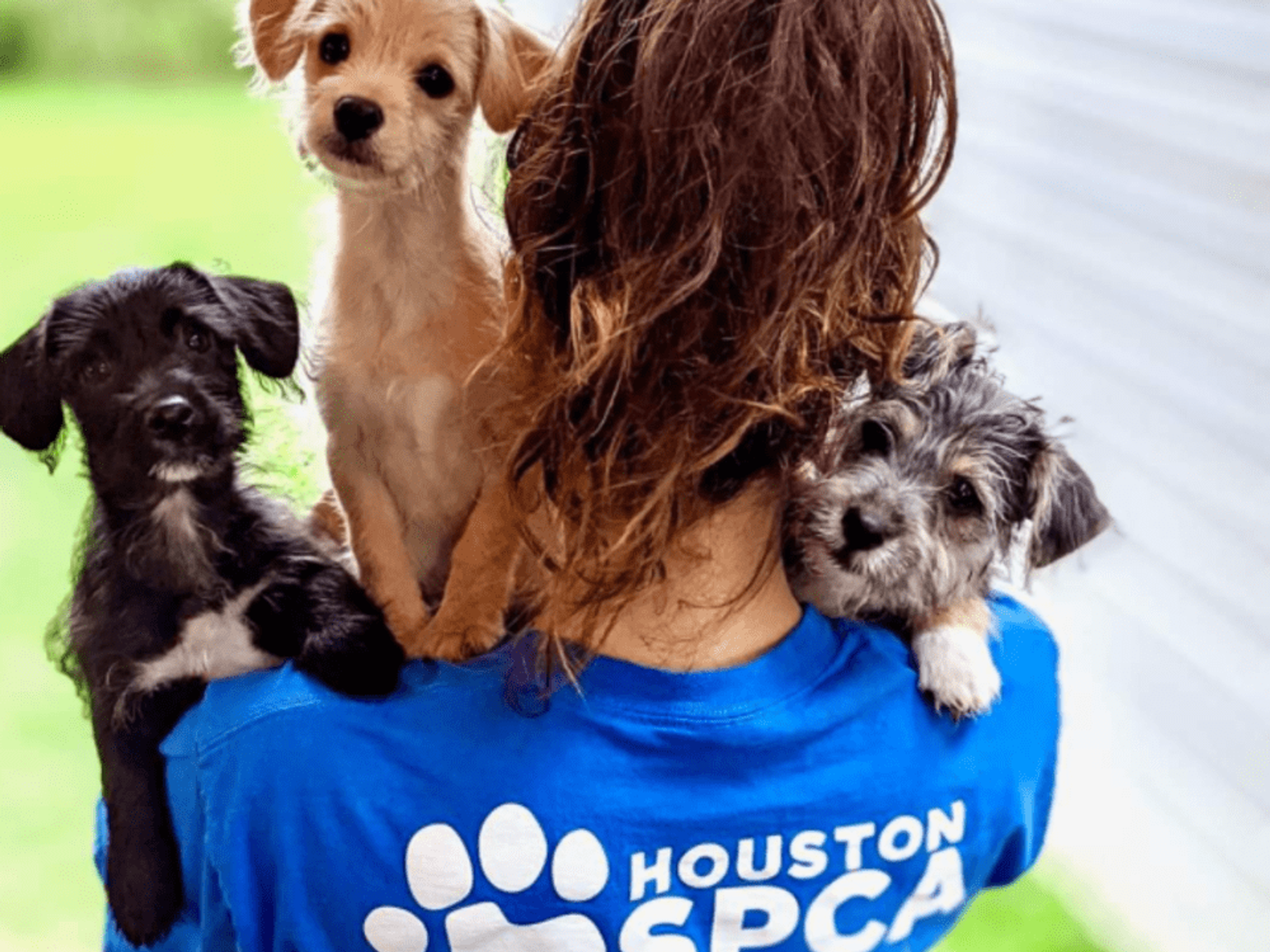 Woman with three puppies