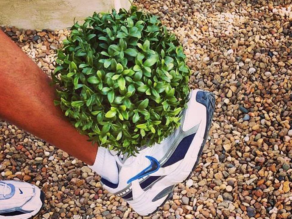 World Cup soccer fever Thompson + Hanson soccer bush July 2014 WORLD CUP FEVER Go USA!!!!