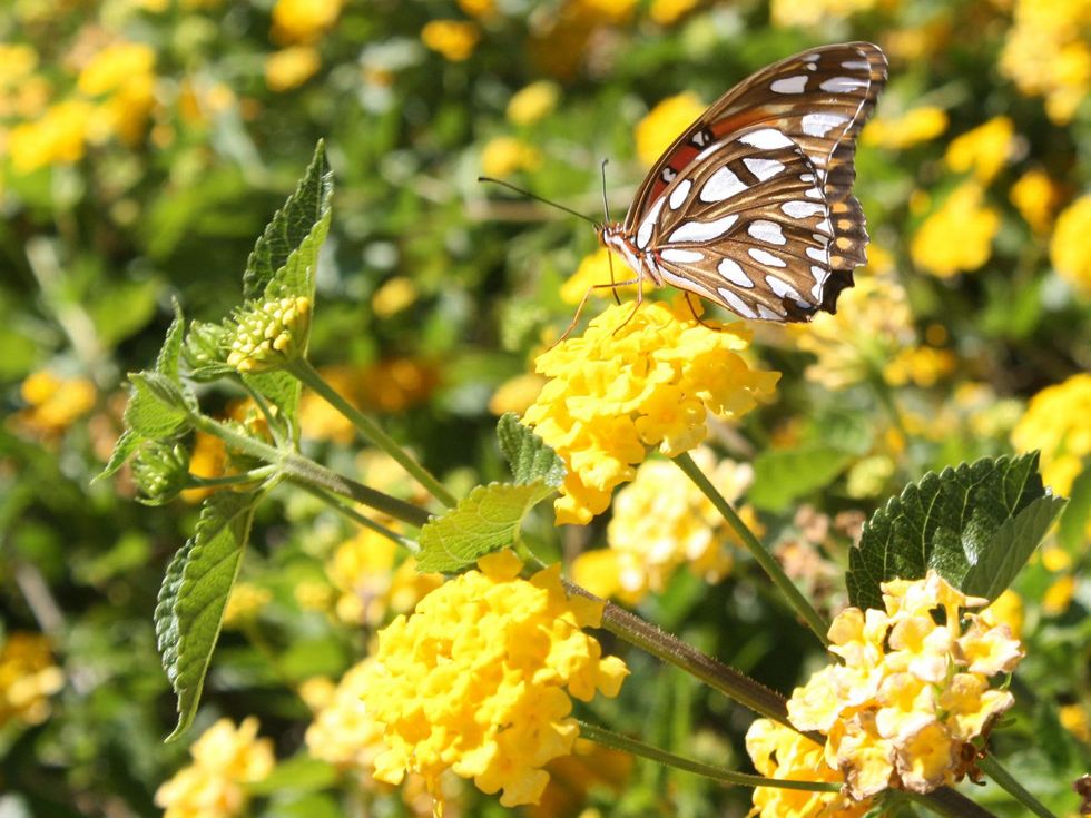 Yellow Texas Lantana and butterfly at ranch in Brenham, Texas