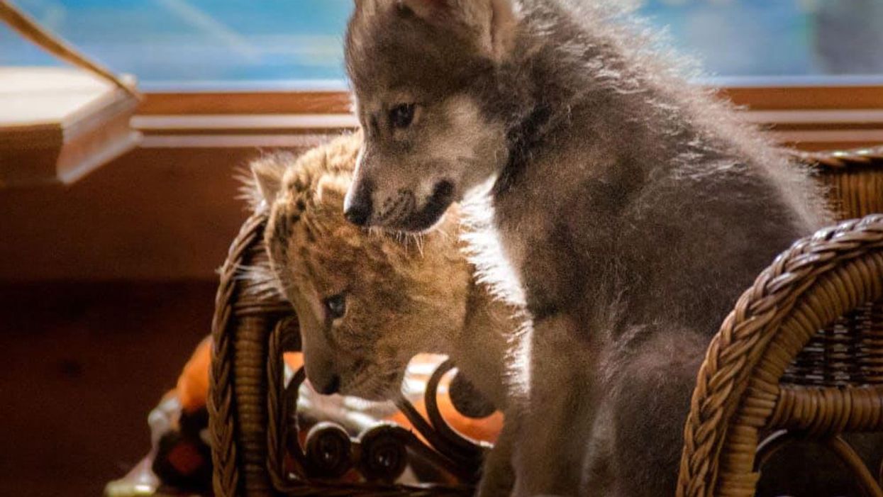 Young animals in The Wolf and the Lion.