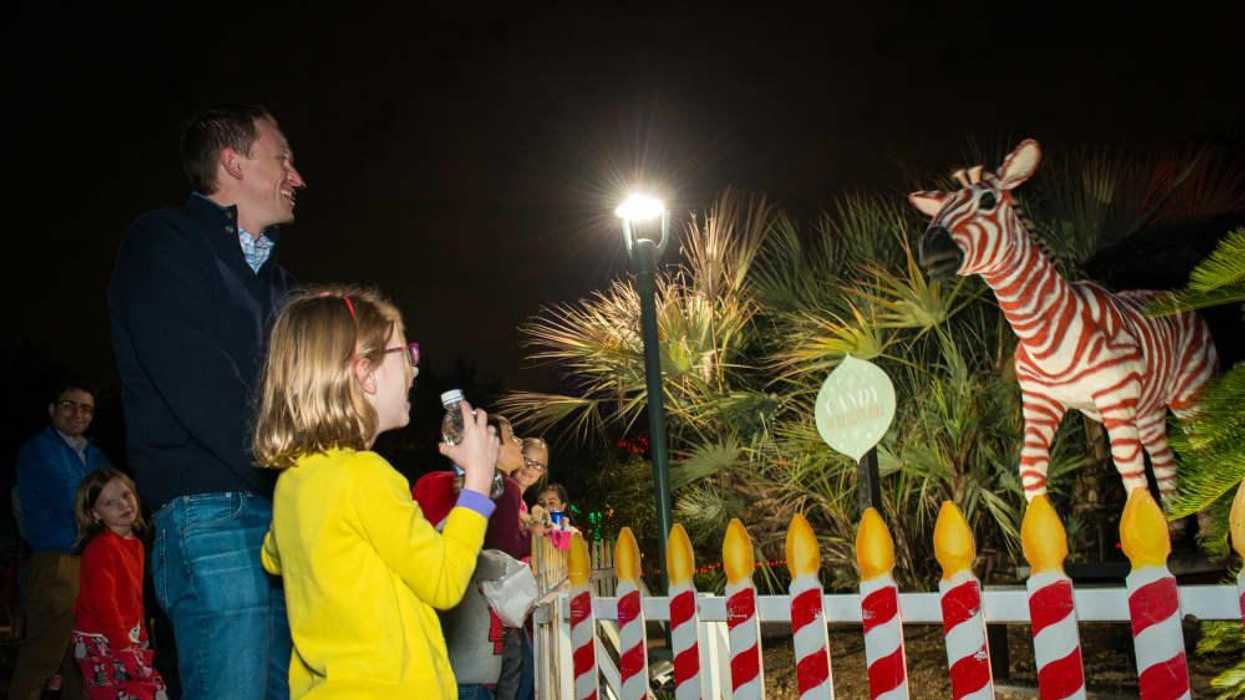 Zoo Lights dancing zebra