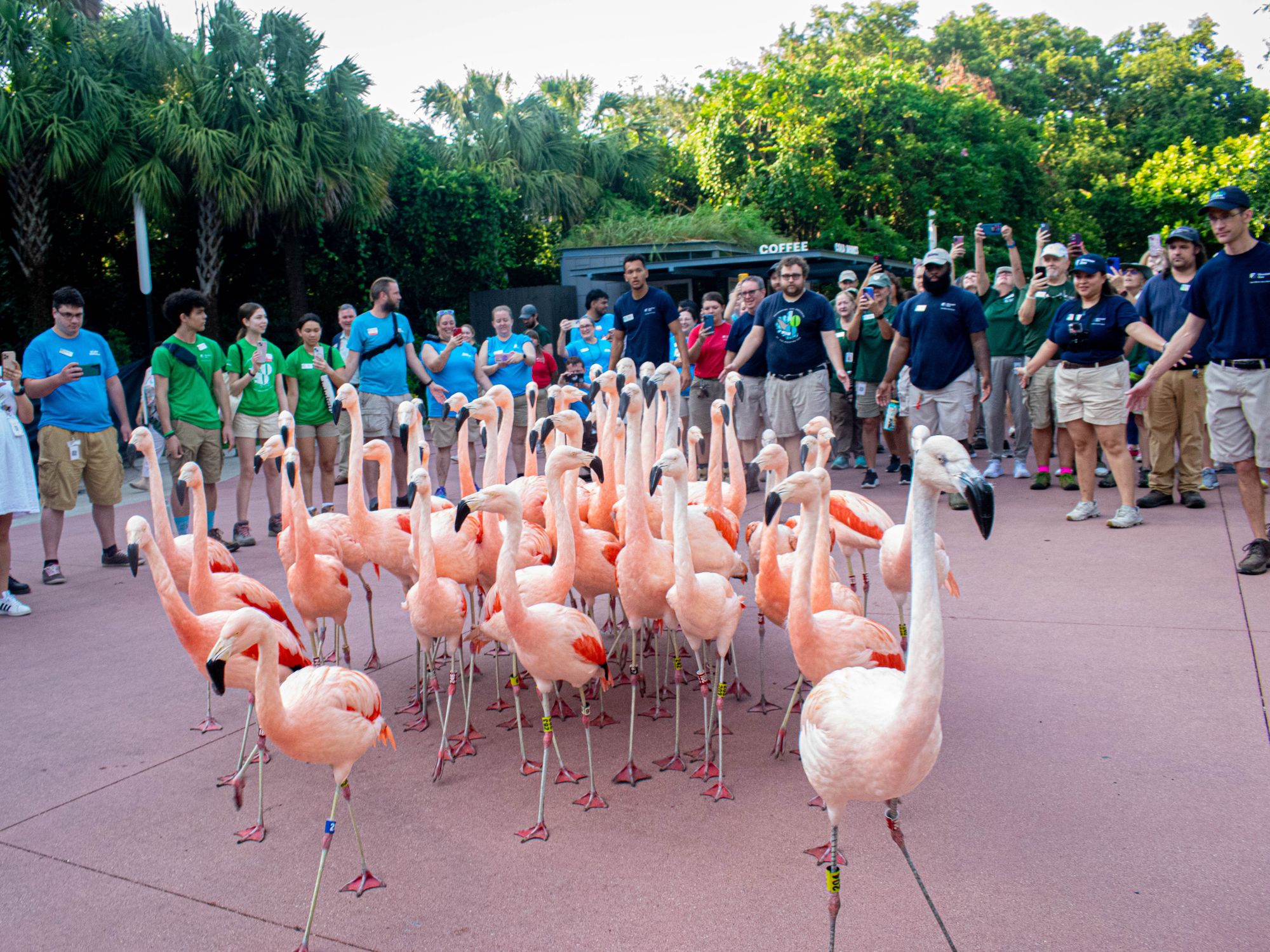 Zoo staff, volunteers, and board members herd the flamingos to their new enclosure.